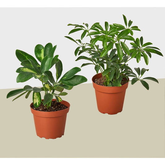 2 Different Schefflera Plants Variety Pack- Live House Plant - FREE Care Guide House Plant Shop