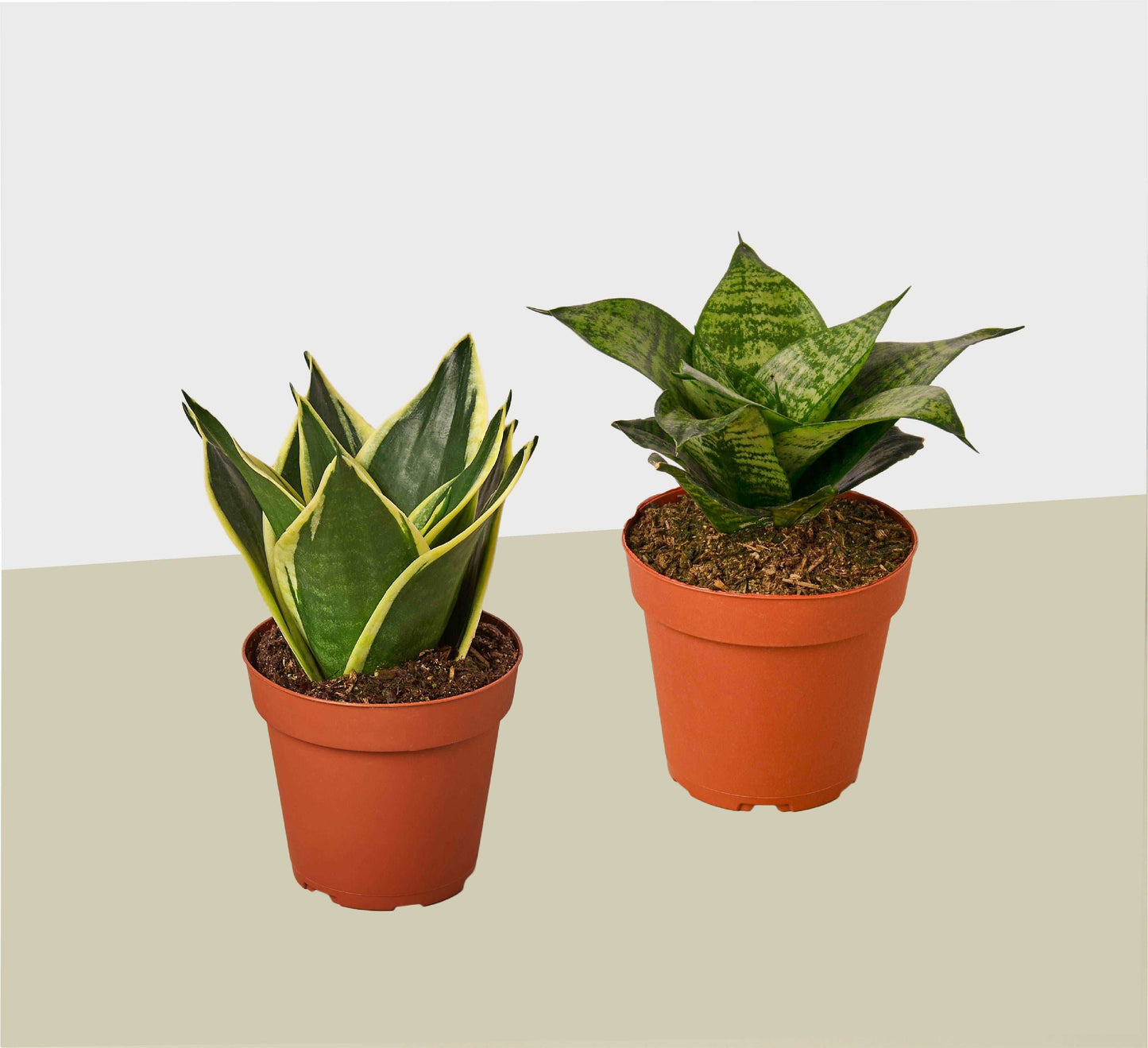 2 Snake Plant Variety (Sansevieria) / 4" Pot / Live Plant House Plant Shop