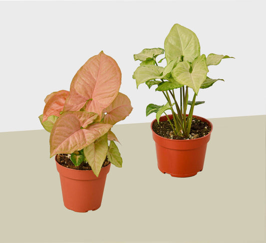 2 Syngonium Variety (Arrowhead Plant) / 4" Pot / Live Plant House Plant Shop