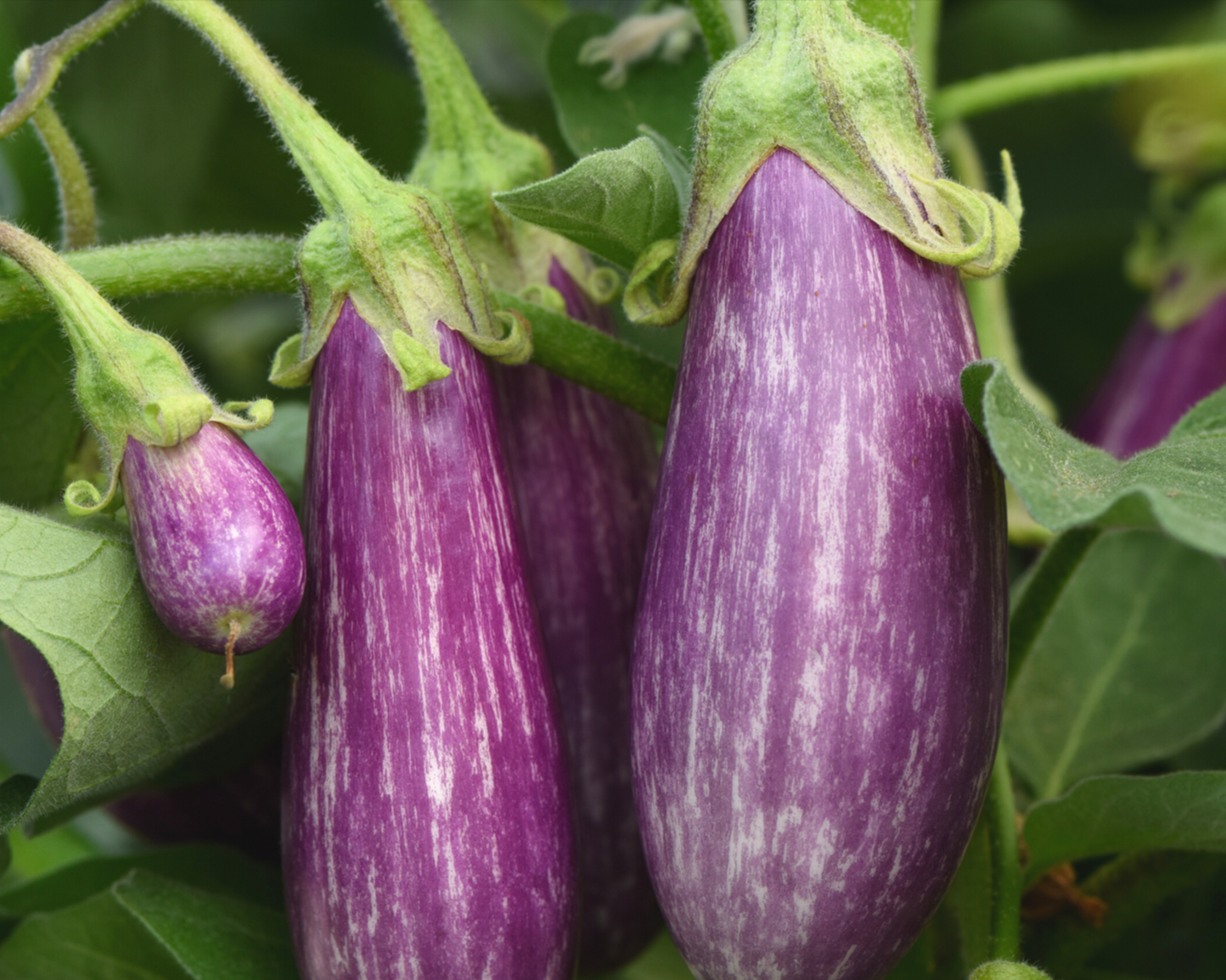 Fairy Tale Hybrid Eggplant Seeds