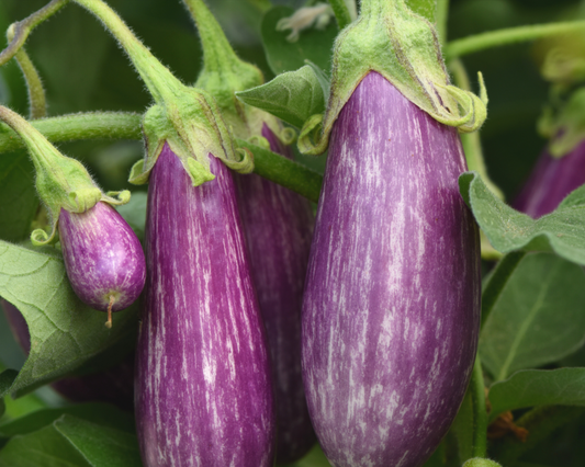 Fairy Tale Hybrid Eggplant Seeds