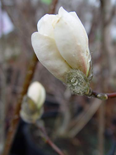 Leonard Messel Magnolia