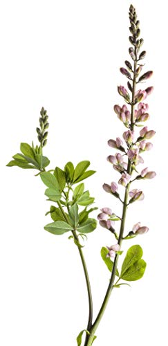 Pink Truffles False Indigo