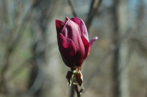 Genie Magnolia