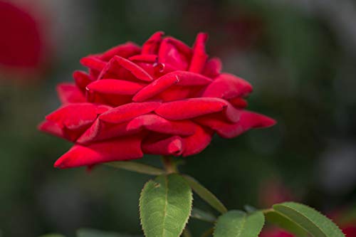 Kashmir Rose