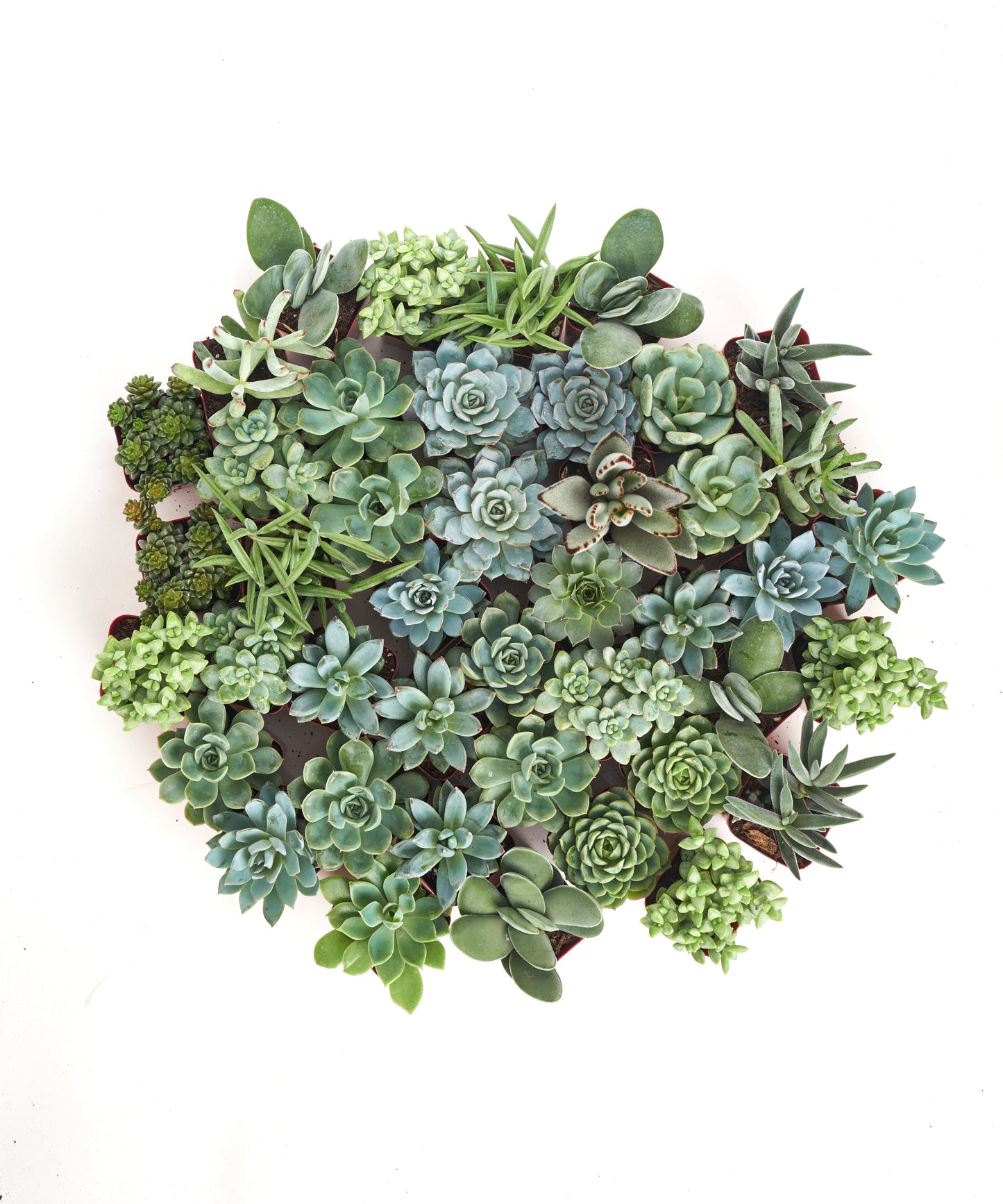 Blue & Green Mini Succulent Collection