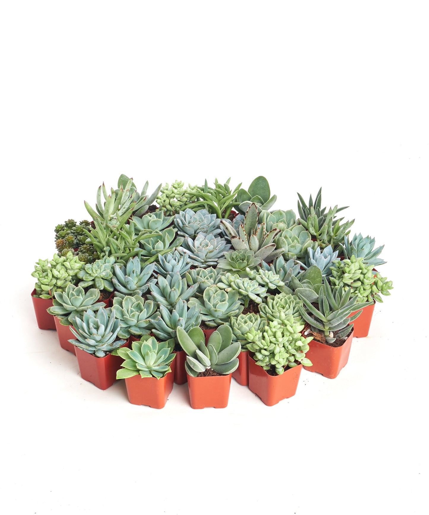 Blue & Green Mini Succulent Collection