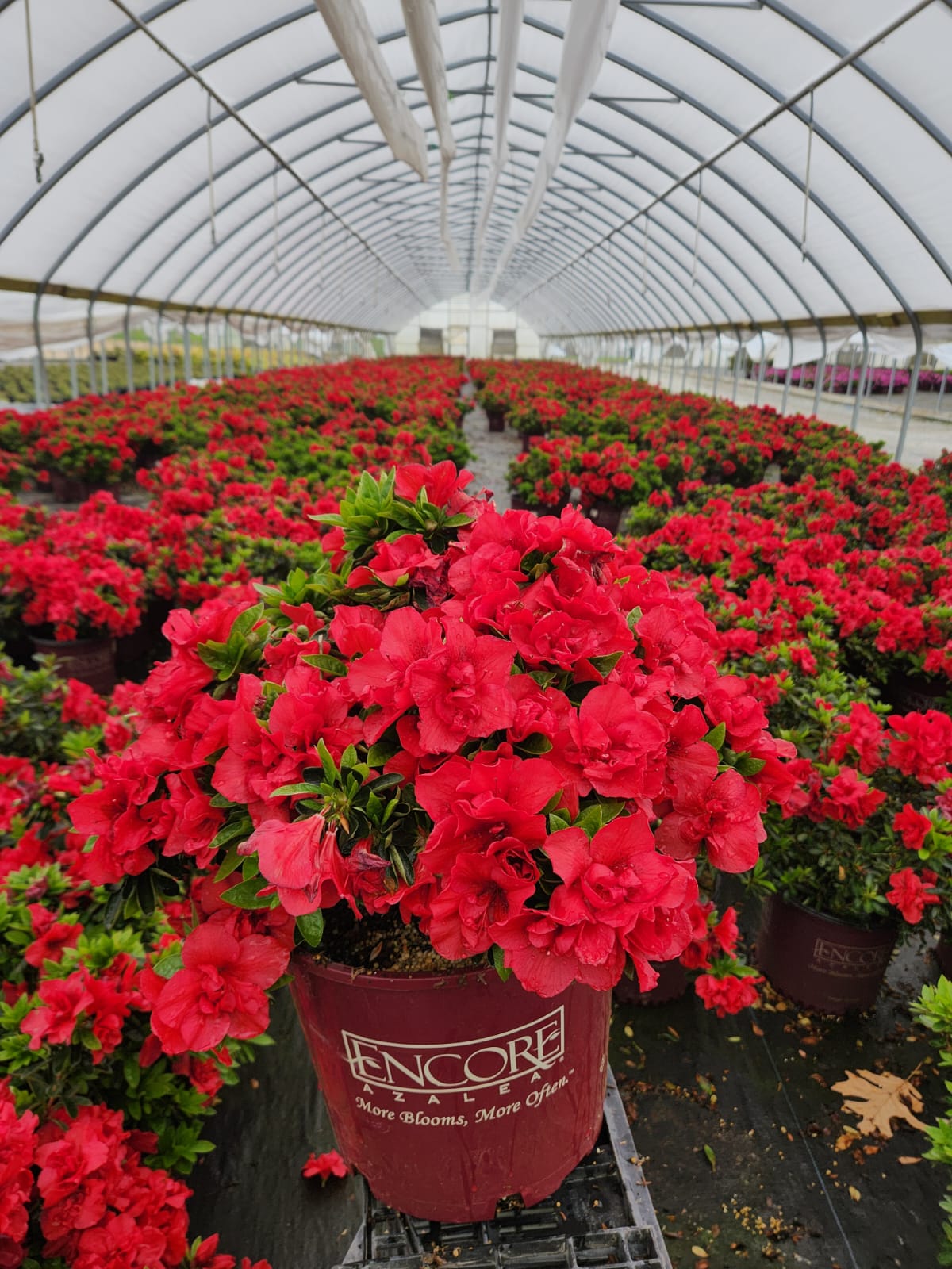 Encore® Autumn Fire® Reblooming Azalea