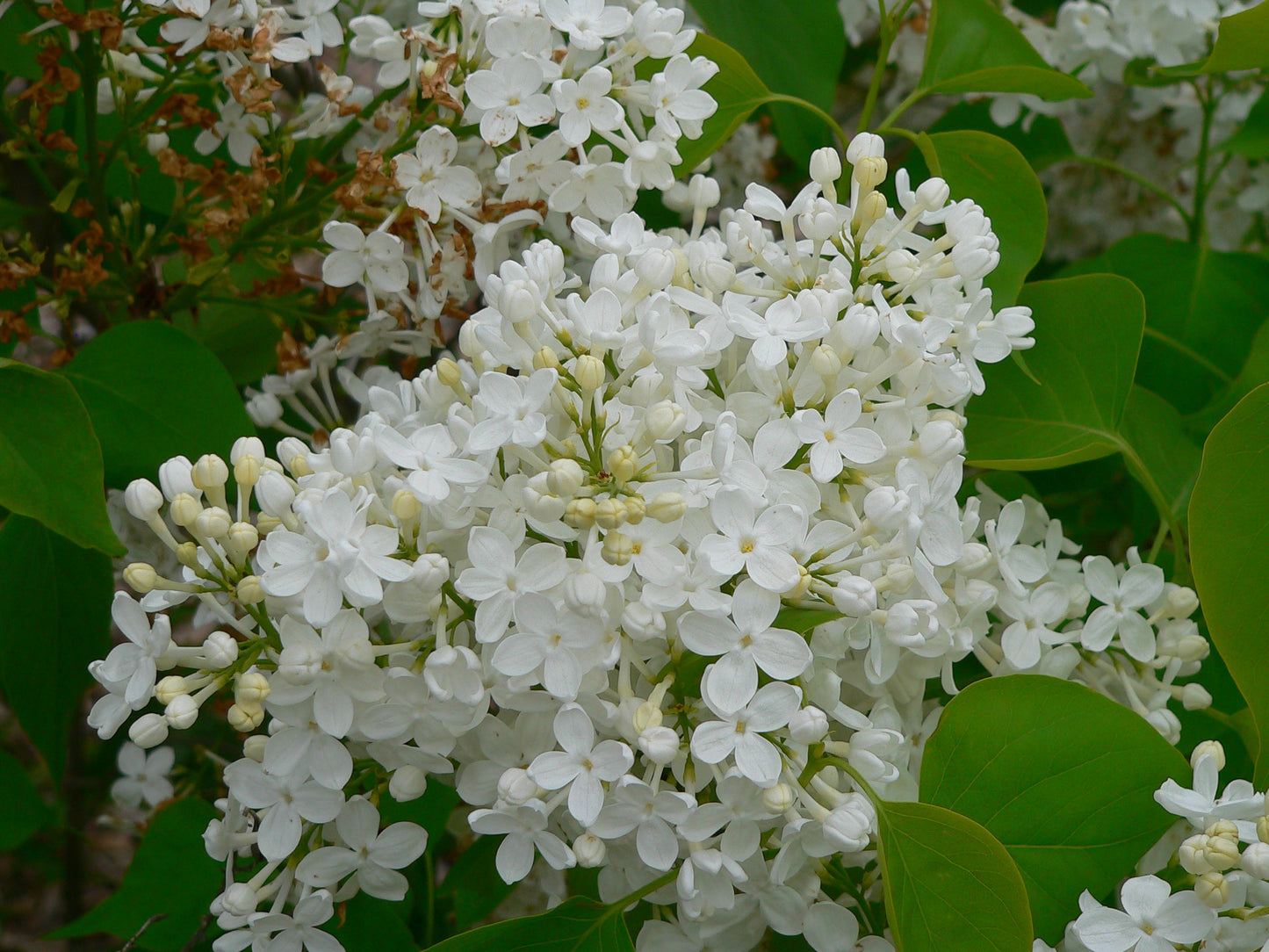 Lilac 'Betsy Ross'