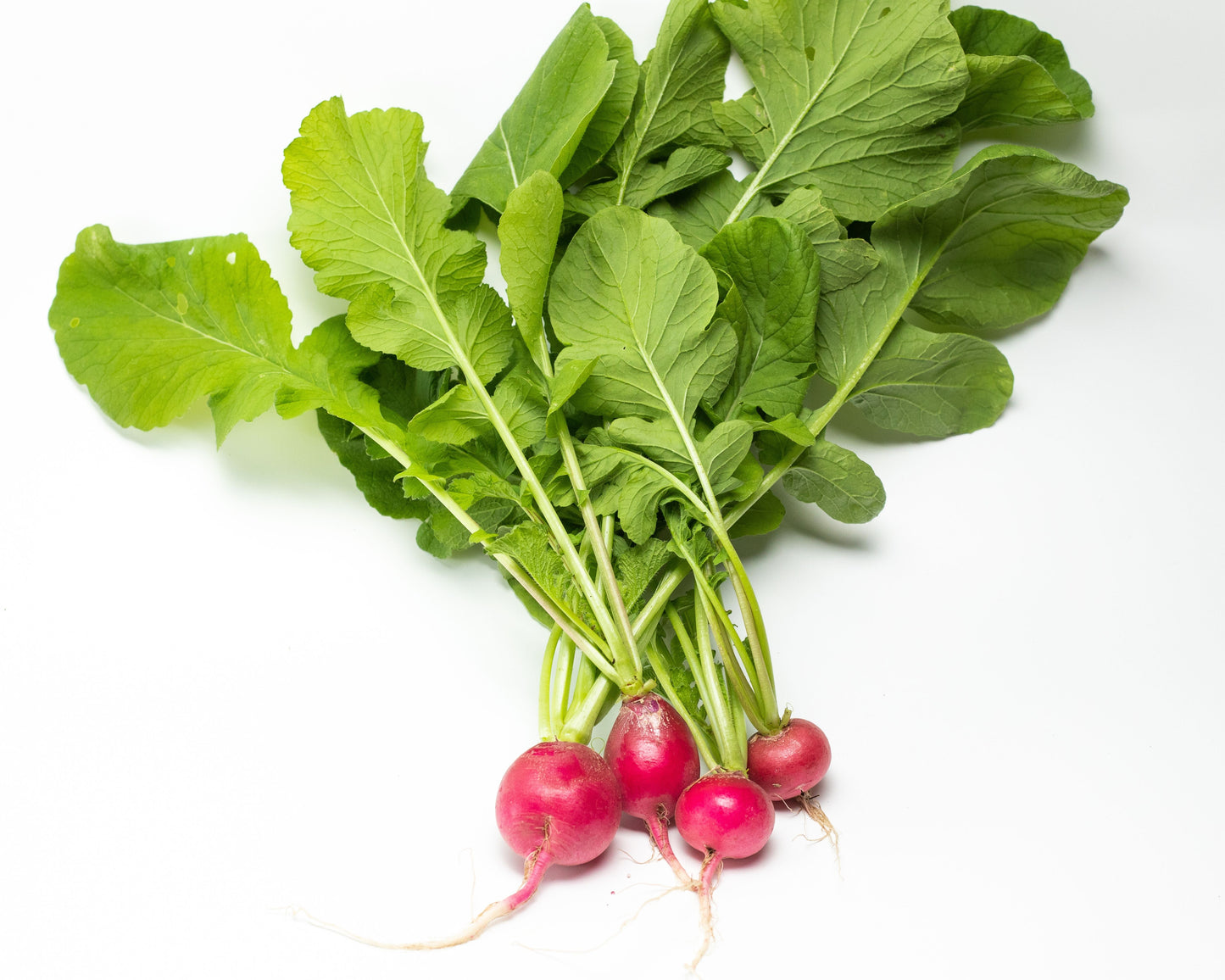 German Giant Radish Seeds