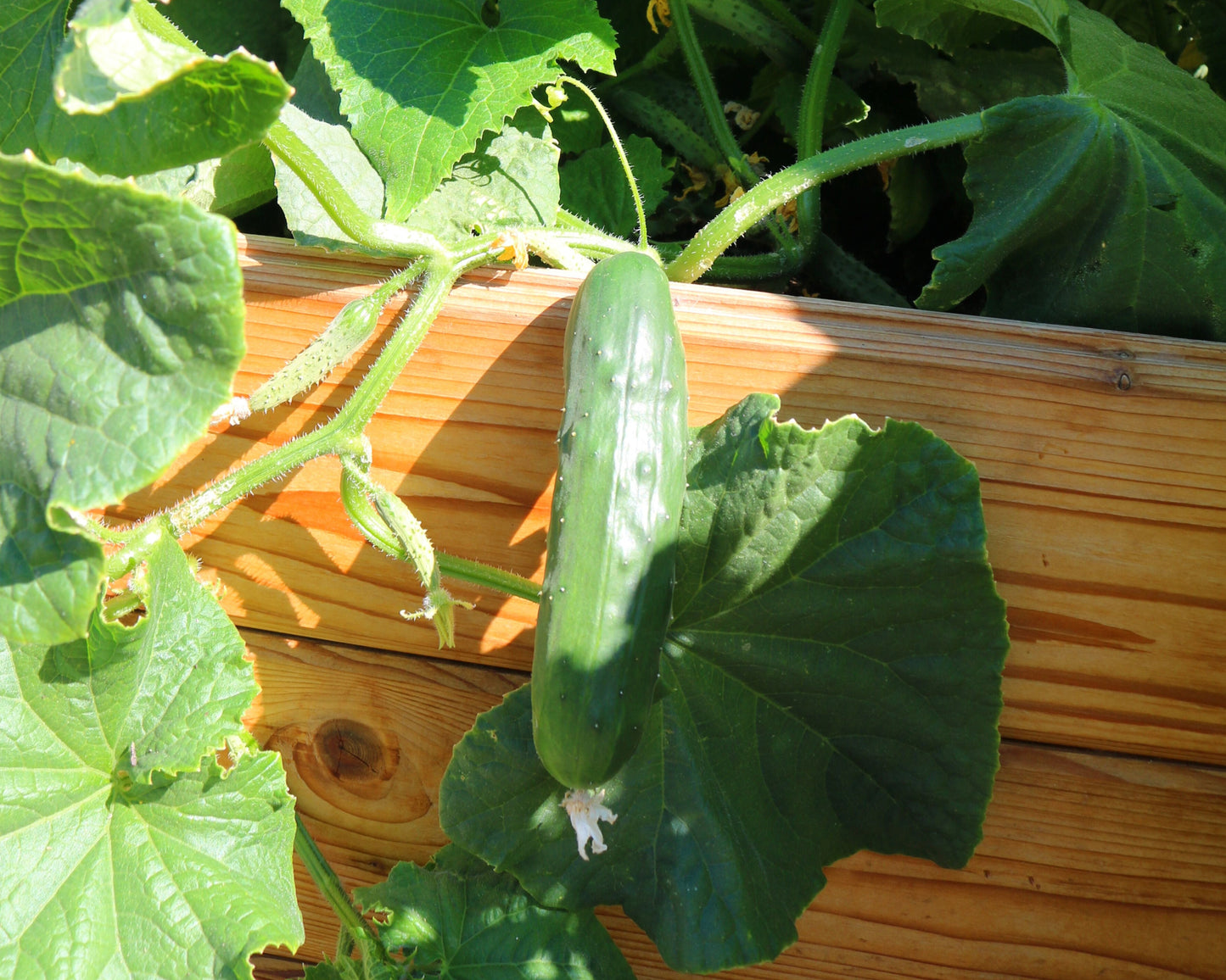 Salad Bush Hybrid Cucumber Seeds