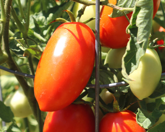 Picus Hybrid Tomato Seeds