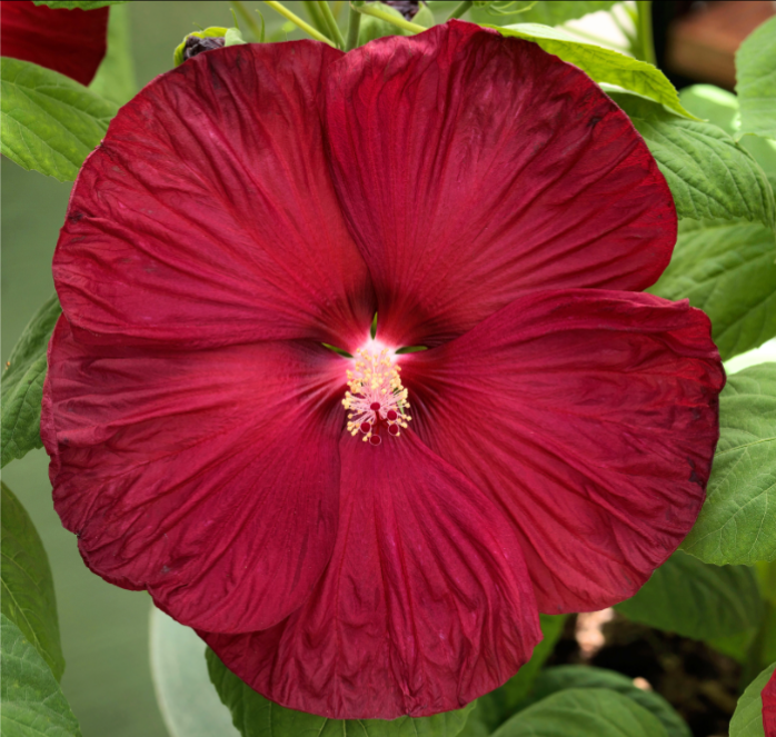 Disco Belle Hybrid Mix Hibiscus Seeds