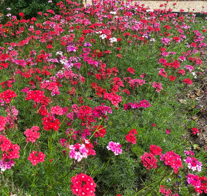 Sweetheart Kisses Verbena Seeds