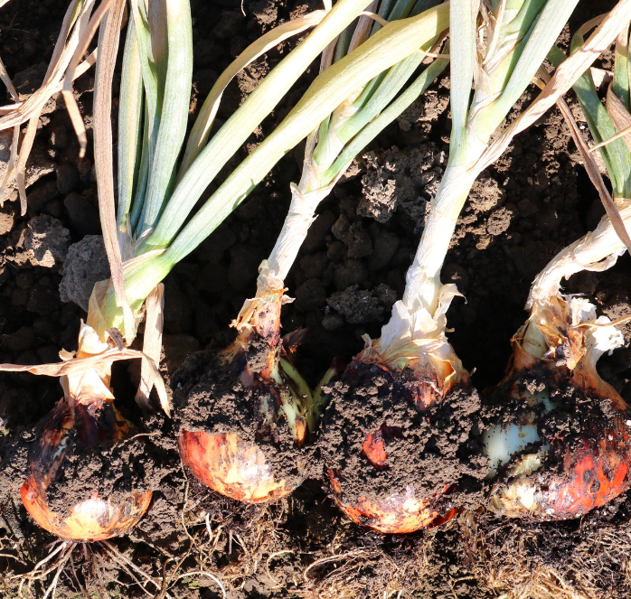 Candy Hybrid Onion Seeds