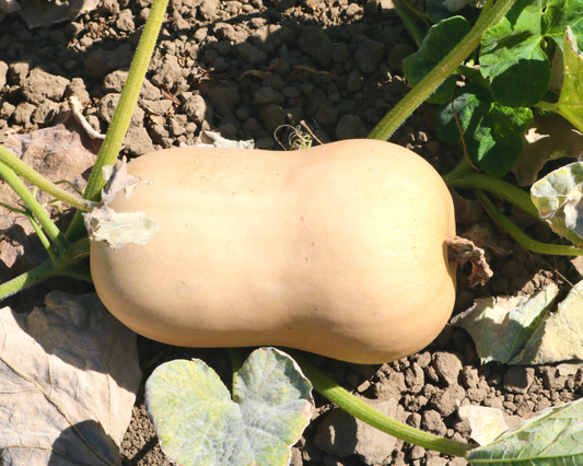 Early Butternut Hybrid Winter Squash Seeds