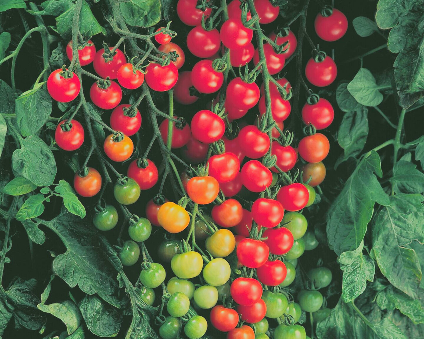 Super Sweet 100 Hybrid Tomato Seeds