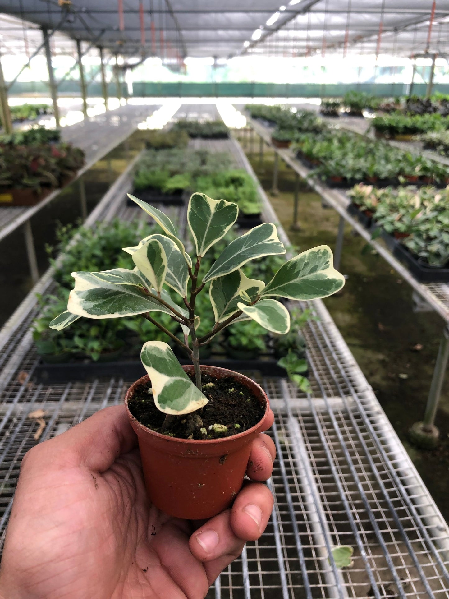 Ficus 'Triangularis Variegated'