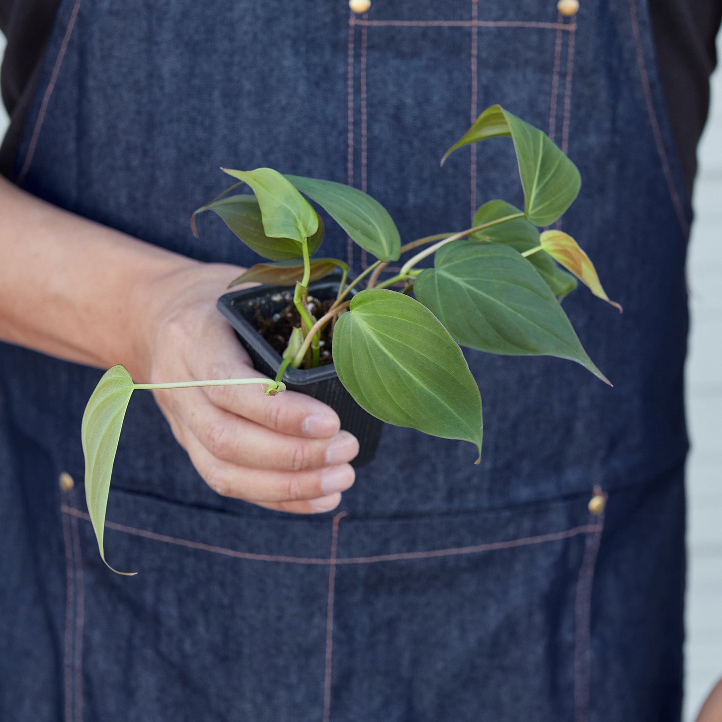 Philodendron 'Velvet'