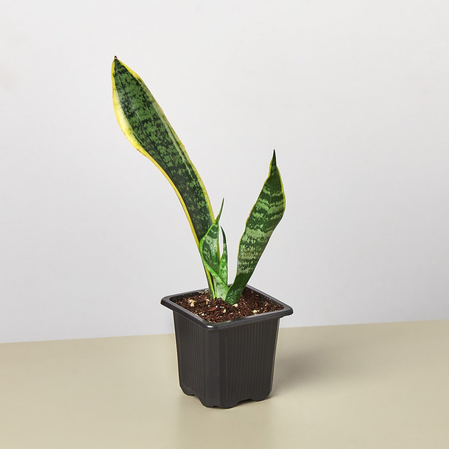 Snake Plant 'Laurentii'