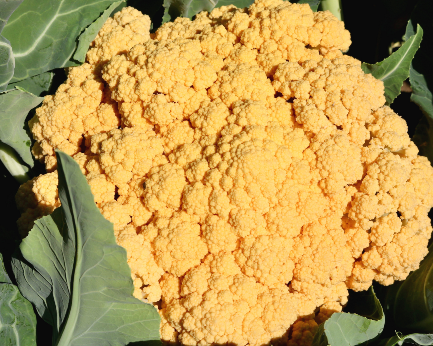 Cheddar Hybrid Cauliflower Seeds