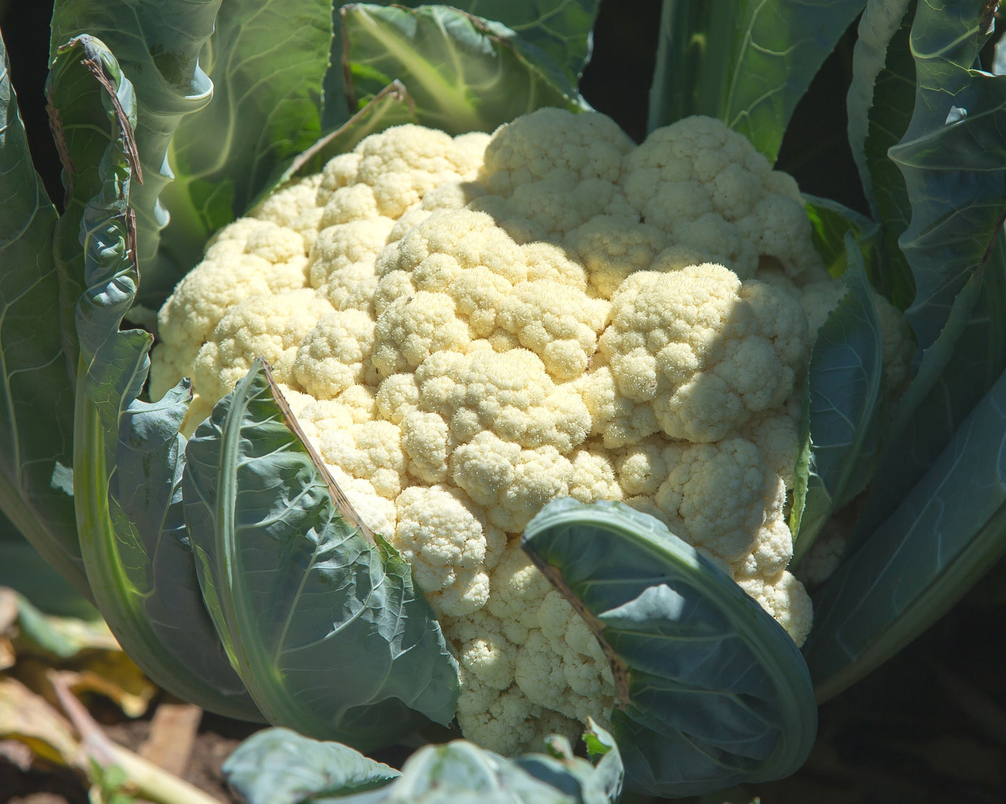 Freedom Hybrid Cauliflower Seeds