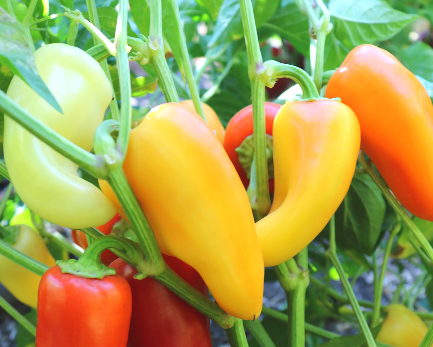 Mariachi Hybrid Hot Pepper Seeds