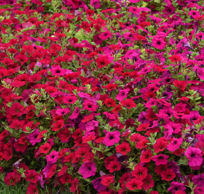 Carmine Velour Wave® Spreading Petunia