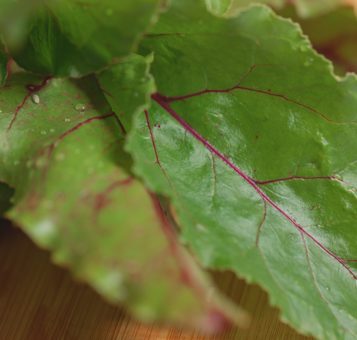 Cylindra Beet Seeds