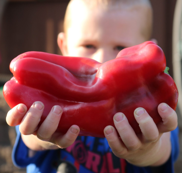 Bulk: Red Impact Hybrid Pepper Seeds