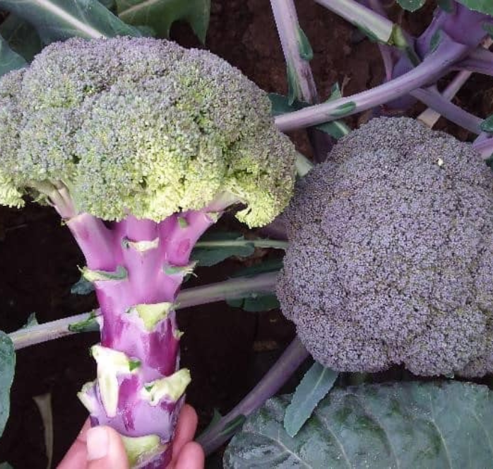 Purple Magic Hybrid Broccoli Seeds