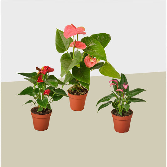 3 Anthurium Variety Pack- All Different Colors - 4" Pots House Plant Shop