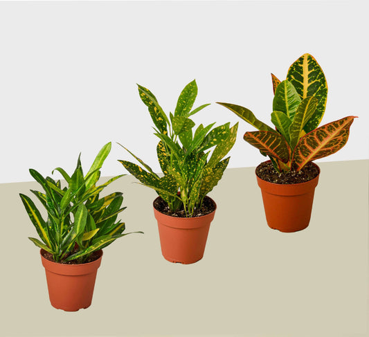 3 Croton Variety Pack / 4" Pot / Live Plant / House Plant House Plant Shop