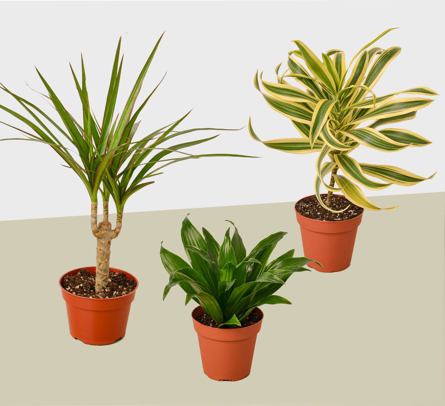 3 Different Dracaenas Variety Pack - Live House Plant - FREE Care Guide - 4" Pot House Plant Shop