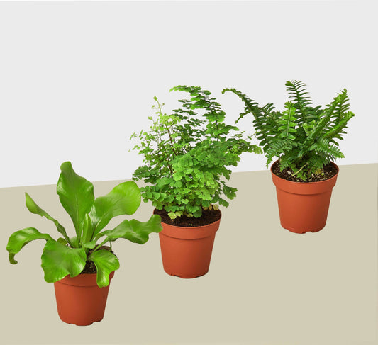3 Fern Variety Pack - Live Plants - FREE Care Guide - 4" Pot - House Plant House Plant Shop