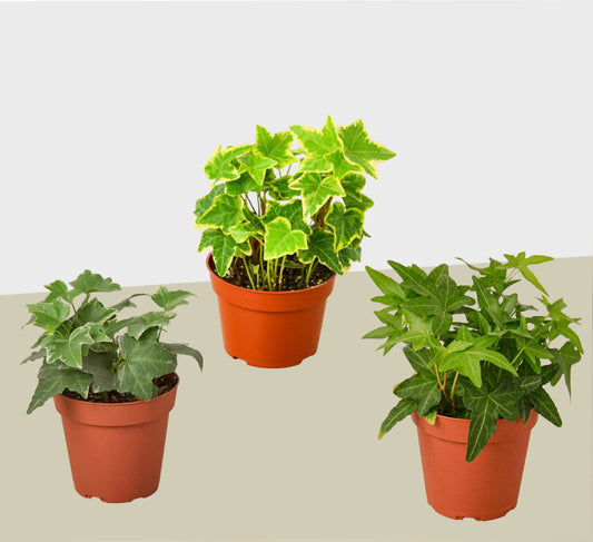 3 Different English Ivy Plants - 4" Pot - Live House Plant House Plant Shop