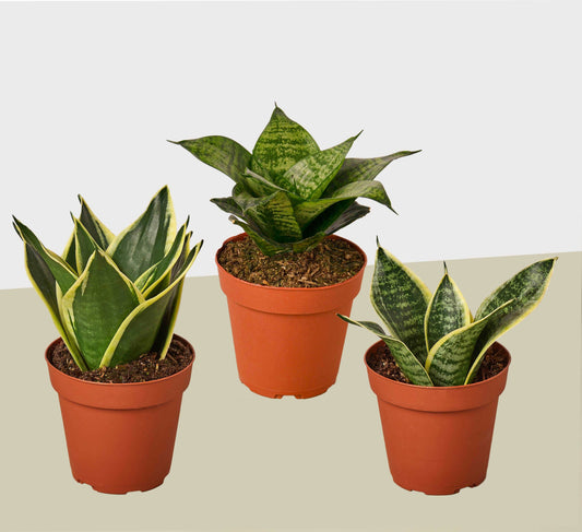 3 Different Snake Plants in 4" Pots - Sansevieria - Live Plant - FREE Care Guide House Plant Shop