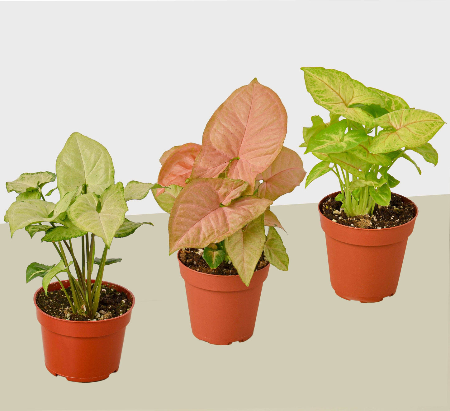 3 Different Syngonium Plants - Arrowhead Plants / 4" Pot / Live Plant House Plant Shop