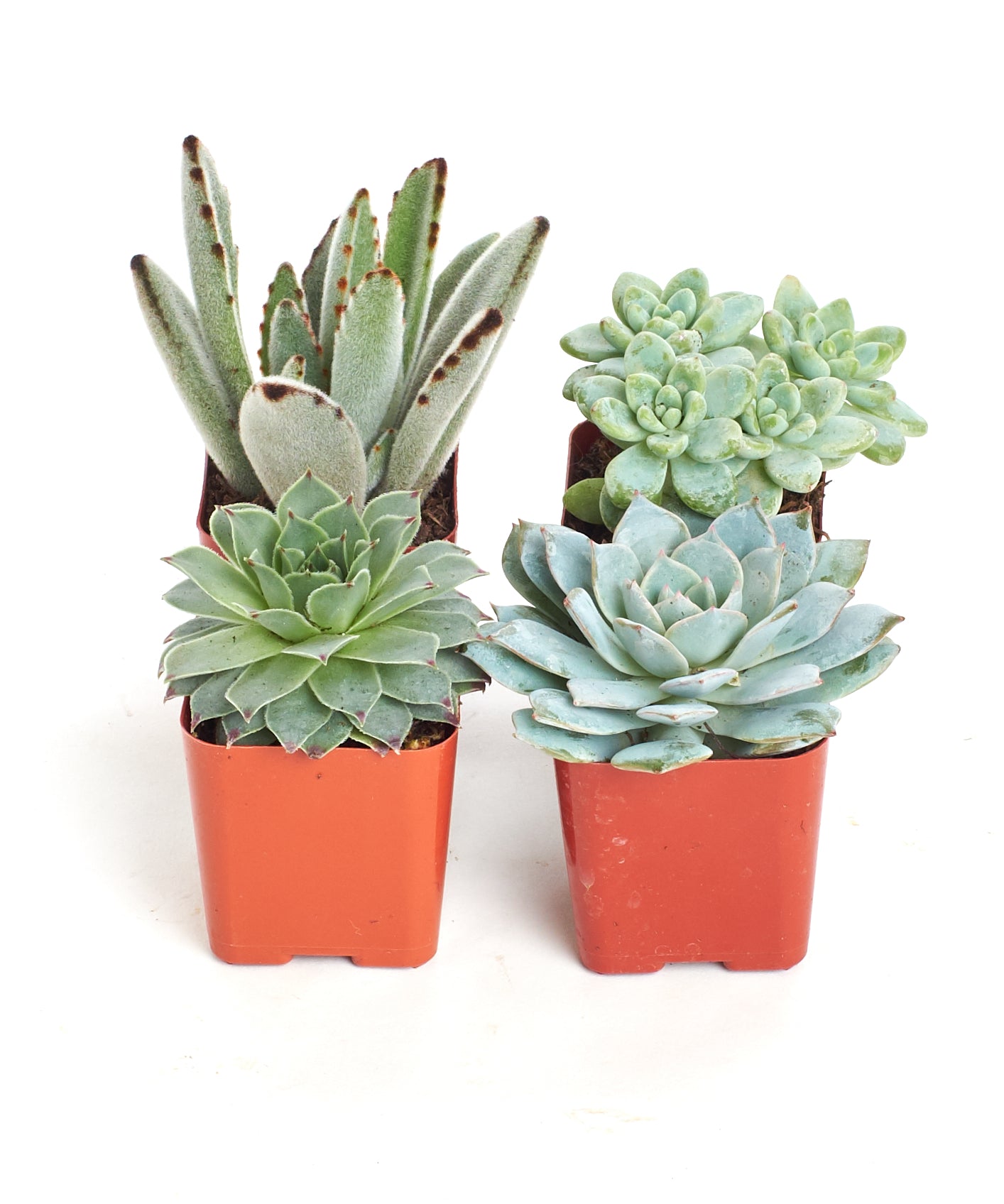 Blue & Green Mini Succulent Collection