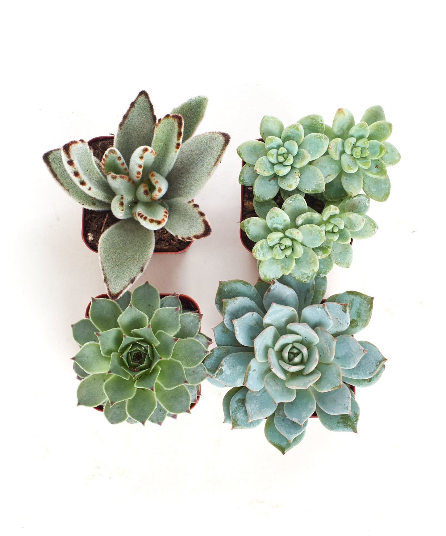 Blue & Green Mini Succulent Collection