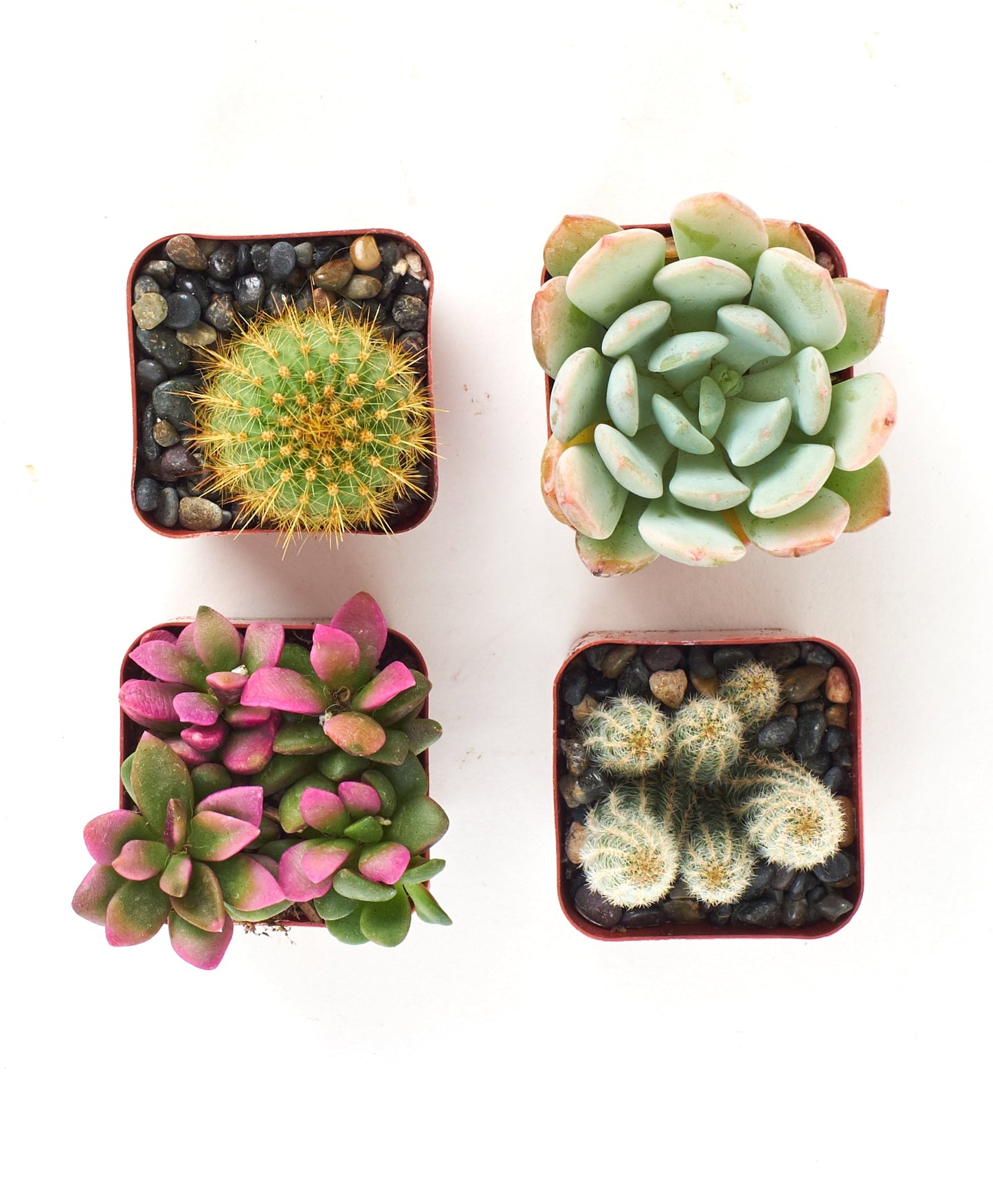 Assorted Mini Succulent & Cactus Collection