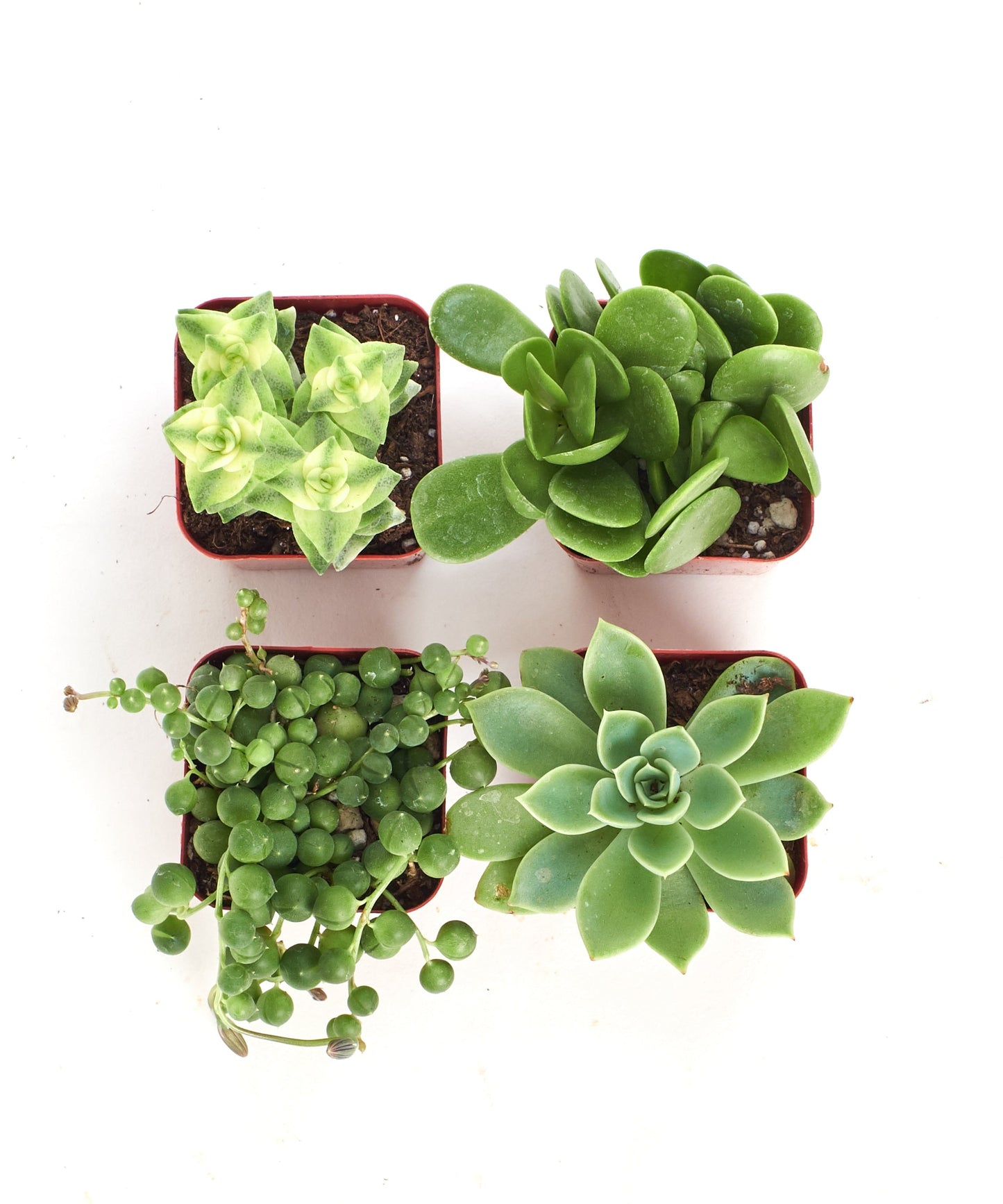 Verde Mini Succulent Collection