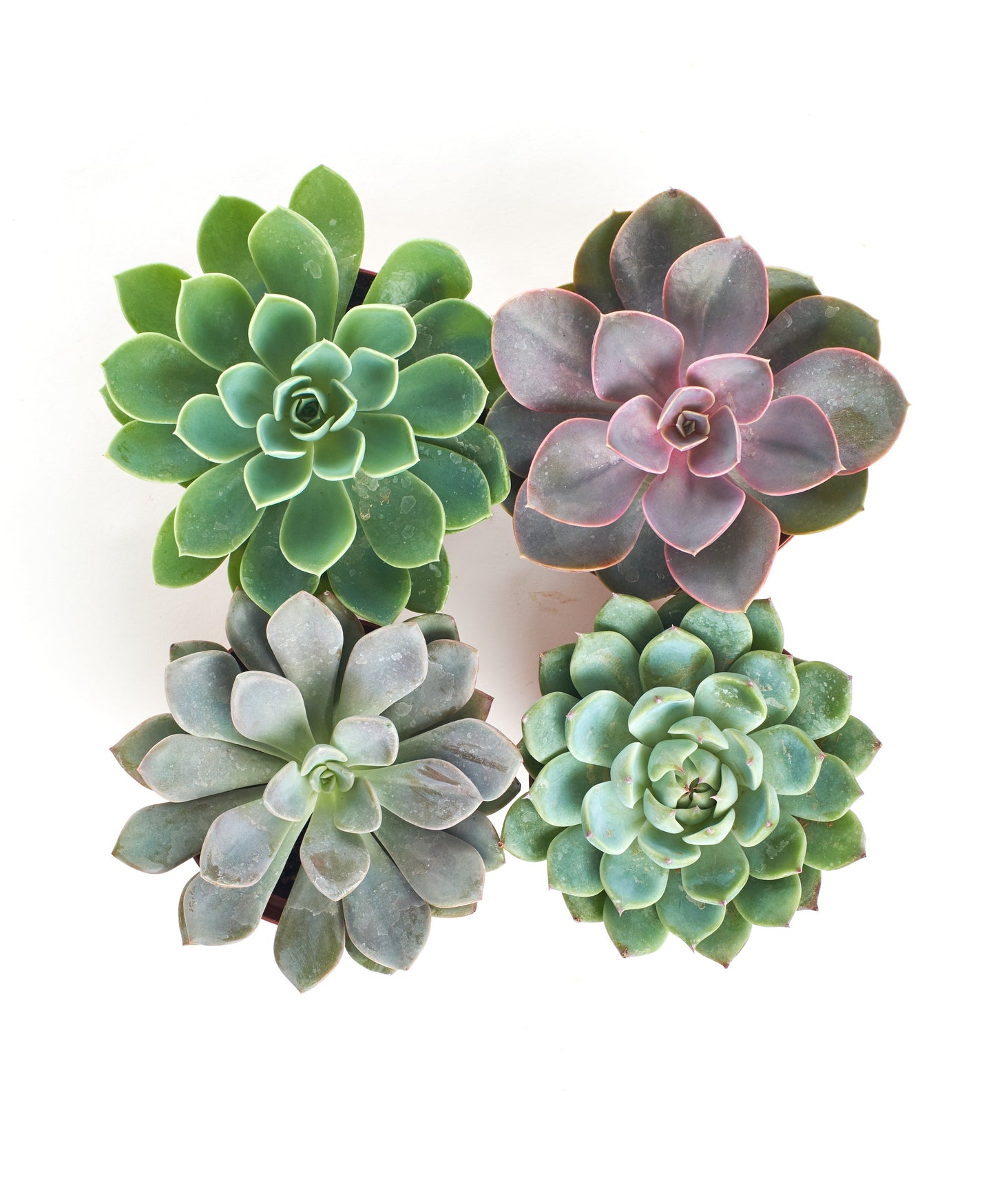 Rosette Medium Succulent Collection