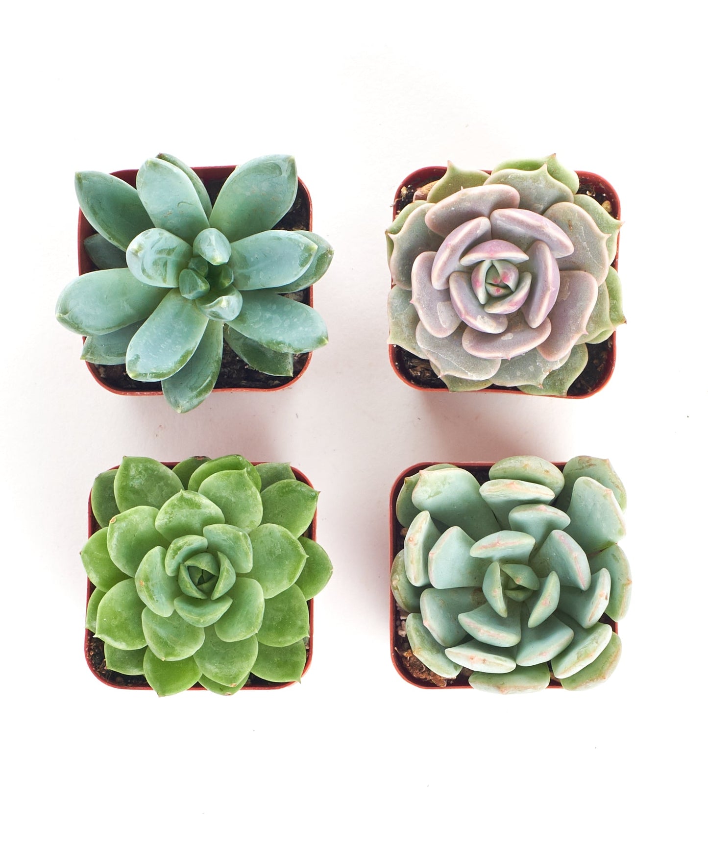 Rosette Succulent Collection