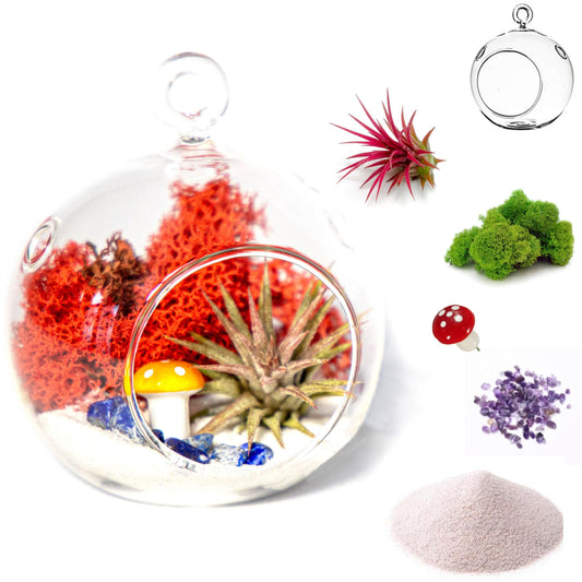 4" Glass Globe Air Plant Terrarium Kit