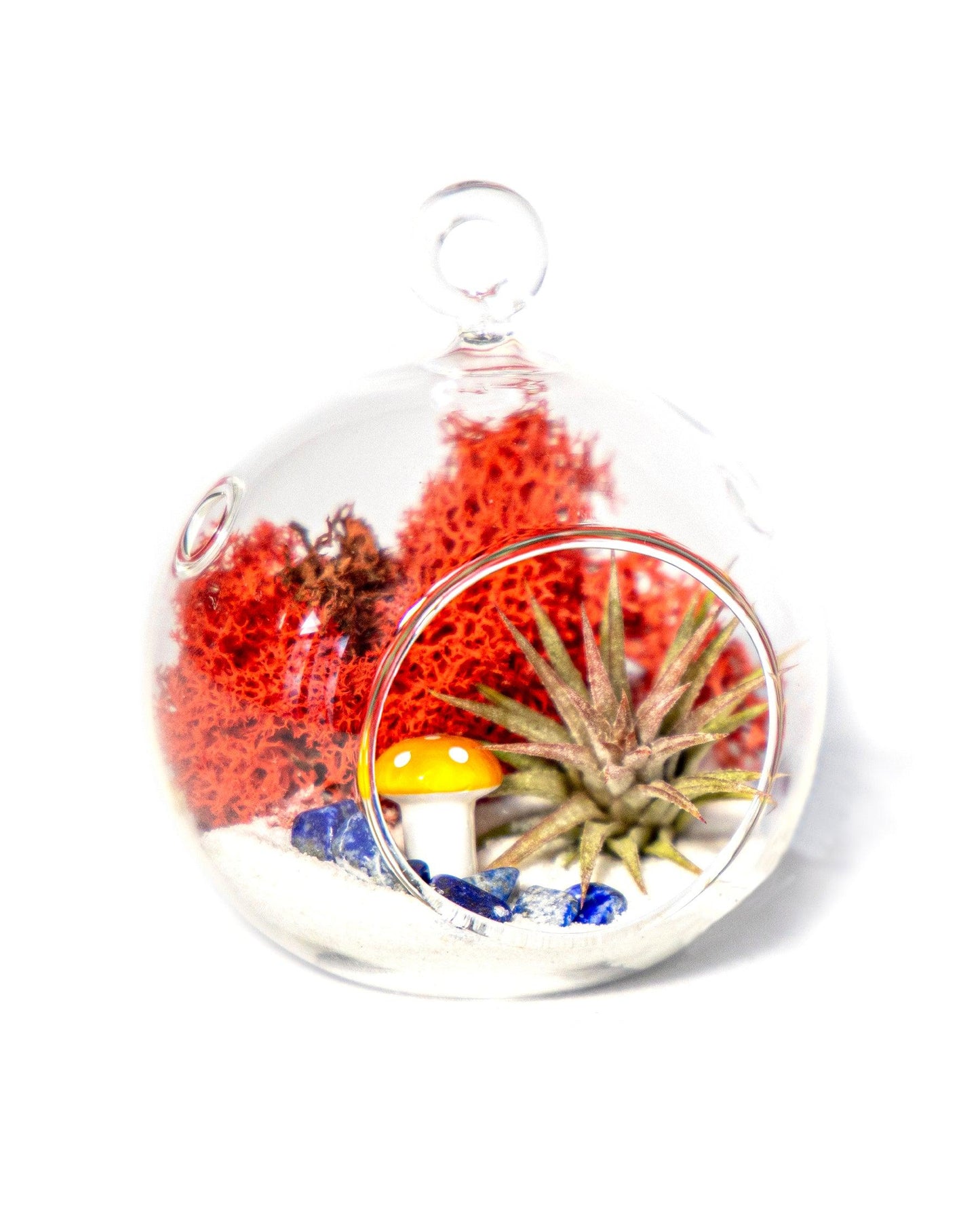 4" Glass Globe Air Plant Terrarium Kit