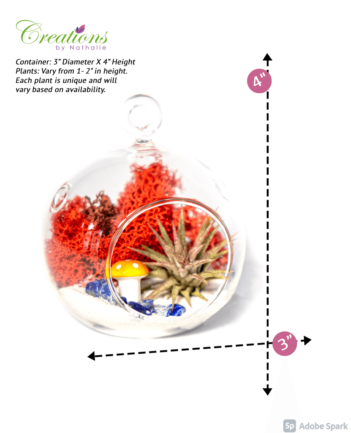 4" Glass Globe Air Plant Terrarium Kit