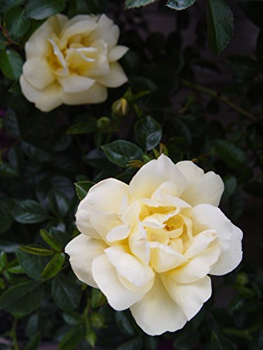 Yellow Flower Carpet Rose