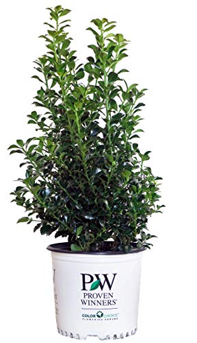 Castle Spire® Holly