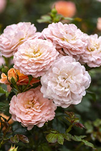 Apricot Drift® Rose